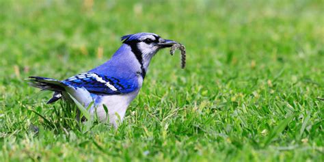 what food do blue jays eat